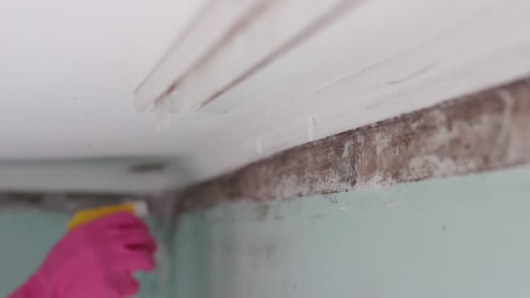 Best Residential Mold Inspection & Testing  in Darby, PA